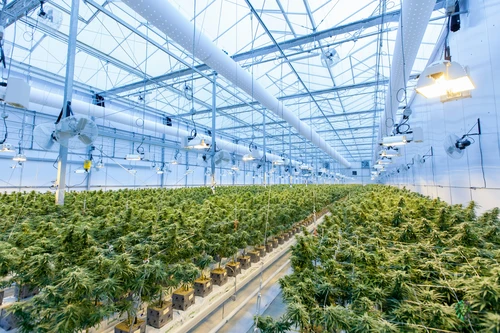 Holistic Industries